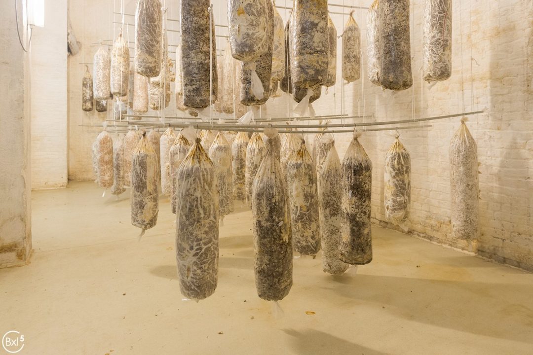 Tour & Taxis by Hungry for More. Overall view of the begin fase of growing mushrooms.
