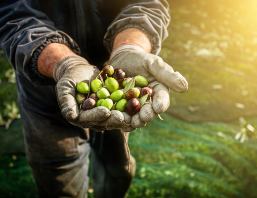 iStock. Farmer holding fresh olives in his hands.